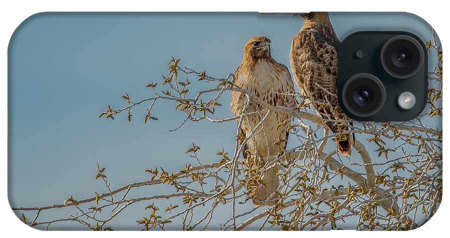 Red-tailed Hawks iPhone Case featuring the photograph Just Enjoying the Morning by Marcy Wielfaert