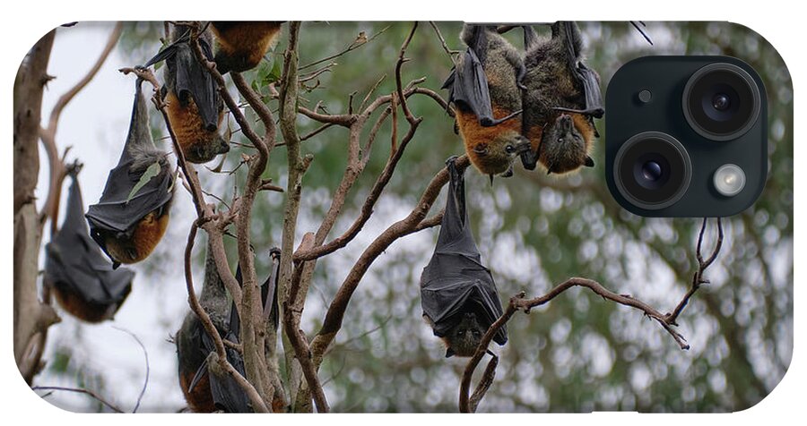 Grey-headed Flying Fox iPhone Case featuring the photograph Just Hanging Around by Neil Maclachlan