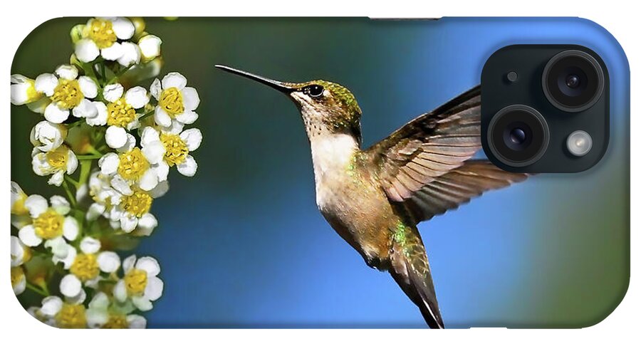Hummingbird iPhone Case featuring the photograph Just Looking by Christina Rollo