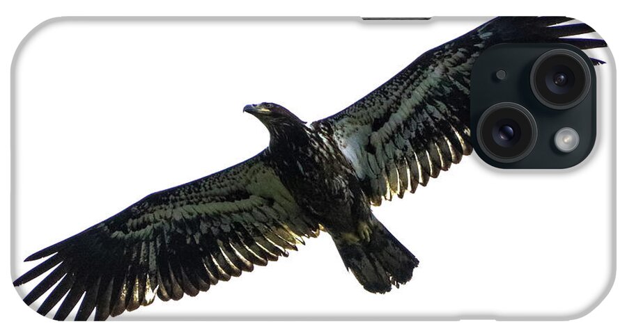 Photography iPhone Case featuring the photograph Juvenile Eagle by Tahmina Watson