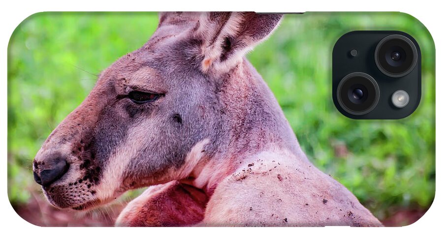 Kangaroo iPhone Case featuring the photograph Kangaroo portrait profile by Flees Photos