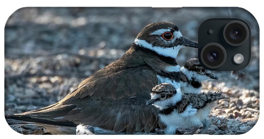 Killdeer iPhone Case featuring the photograph Killdeer Adult and Chicks 5453-042422-2 by Tam Ryan