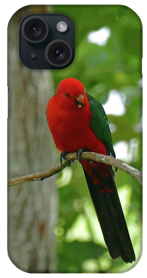 Animals iPhone Case featuring the photograph King Of The Parrots by Maryse Jansen