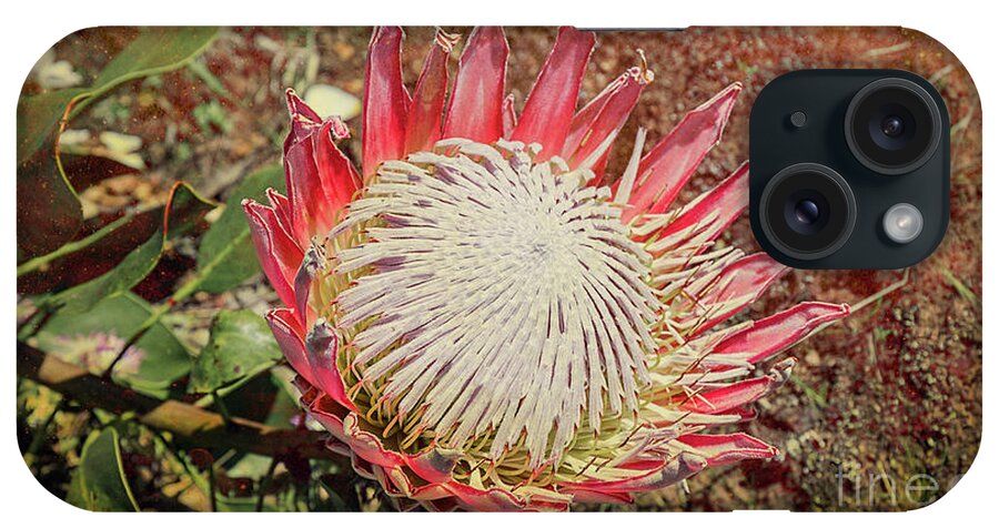 Floral iPhone Case featuring the photograph King Protea #2 by Elaine Teague