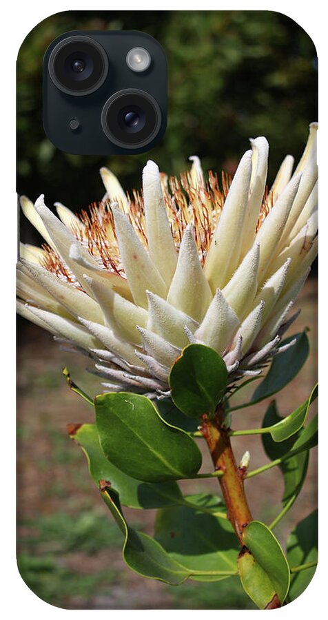 White iPhone Case featuring the photograph King Protea White - Protea cynaroides 3 by Elaine Teague