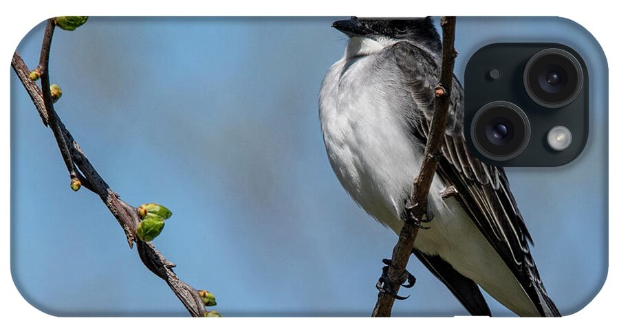 Avian iPhone Case featuring the photograph Kingbird in Spring by Cathy Kovarik