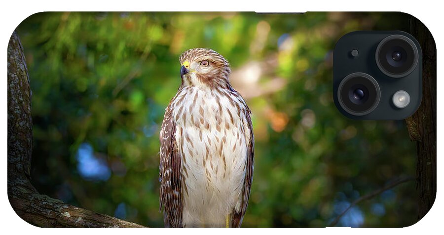 Red Shouldered Hawk iPhone Case featuring the photograph Kingdom of the Hawk by Mark Andrew Thomas