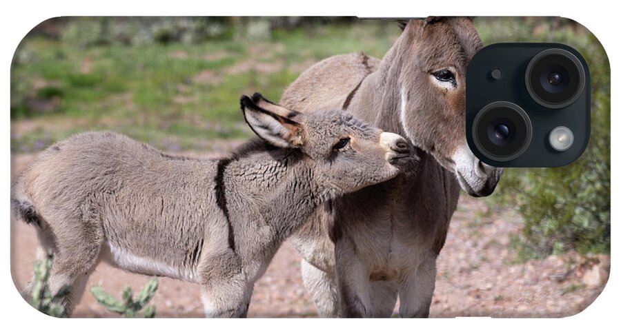 Wild Burro iPhone Case featuring the photograph Kiss by Mary Hone