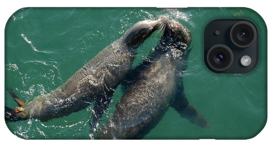 Seals iPhone Case featuring the photograph Kissing Seals by Jennifer Kane Webb