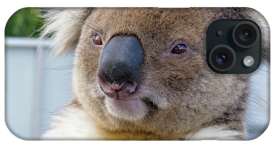 Koala Albany Australia iPhone Case featuring the photograph Koala - Albany, Australia by David Morehead