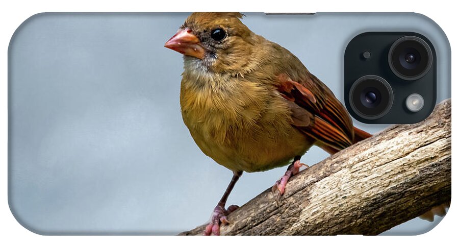 Bird iPhone Case featuring the photograph Lady Bird by Cathy Kovarik