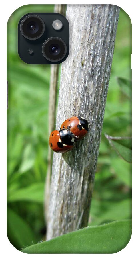 Nature iPhone Case featuring the photograph Ladybird love story by Johanna Virtanen