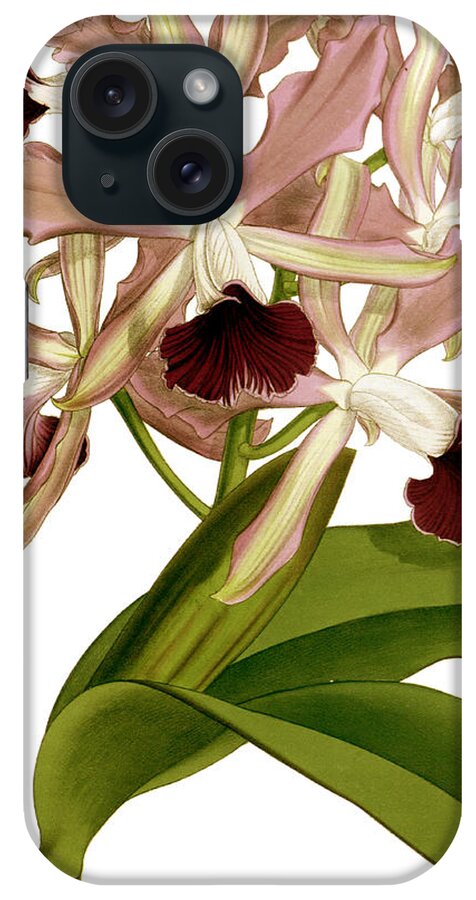 Laelia iPhone Case featuring the mixed media Laelia Elegans Prasiata Orchid by World Art Collective