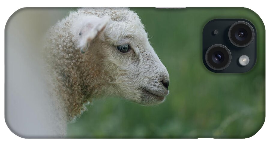 Lamb iPhone Case featuring the photograph Lamb Portrait in Colonial Williamsburg by Rachel Morrison