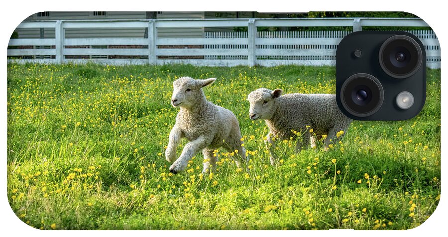 Lamb iPhone Case featuring the photograph Lambs Play in Spring Buttercups by Rachel Morrison