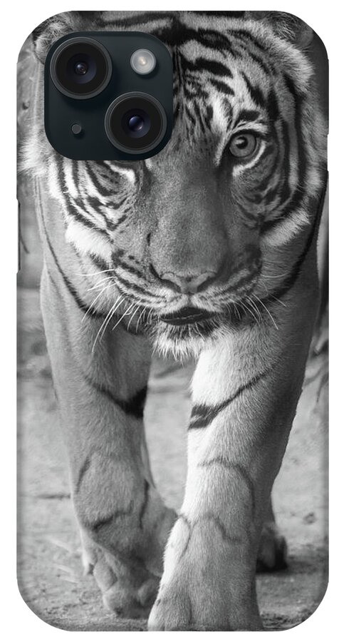 Tiger iPhone Case featuring the photograph Last Looks by Elaine Malott