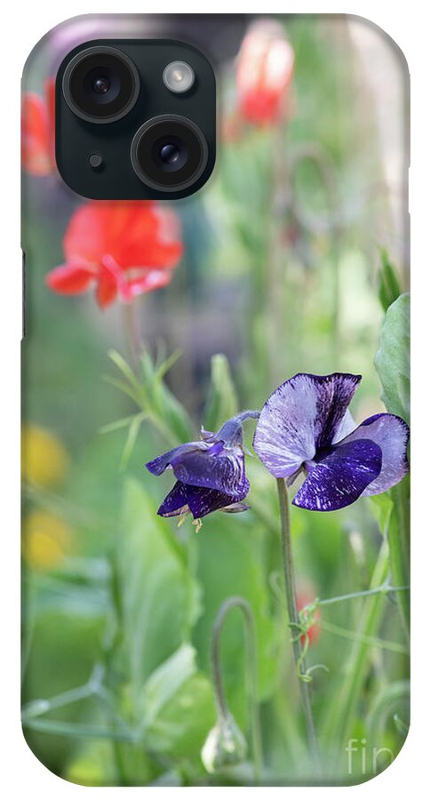 Sweet Pea Earl Grey iPhone Case featuring the photograph Sweet Pea Earl Grey Flowers by Tim Gainey