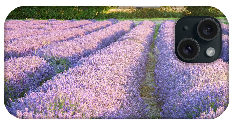Lavender iPhone Case featuring the photograph Lavender fields by Ian Middleton