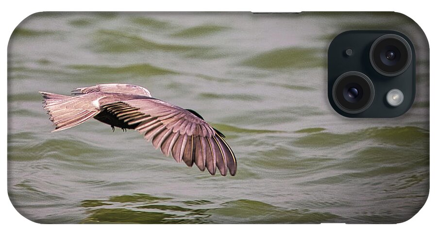 Duck iPhone Case featuring the photograph Leach's Storm Kestrel by Rene Vasquez