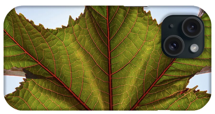 Leaf iPhone Case featuring the photograph Green leaf and its pink veins by Adriana Mueller