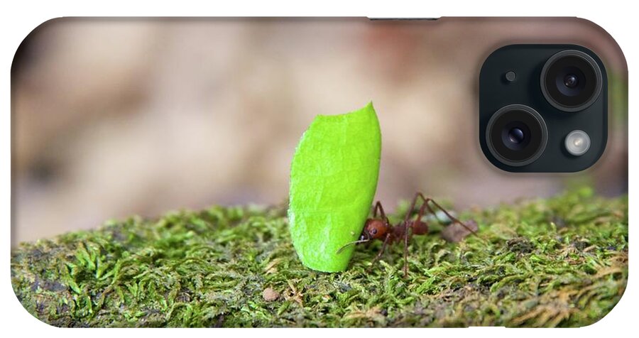 Ant iPhone Case featuring the photograph Leaf Cutter Ant by Sean Hannon