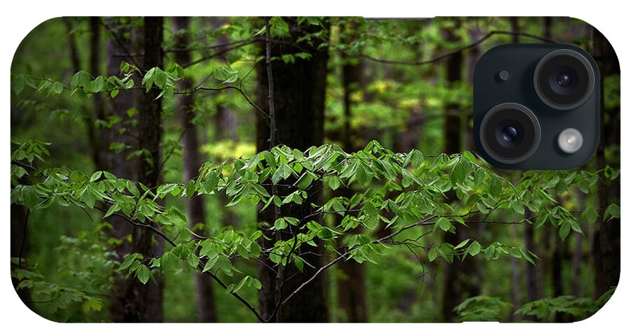 Branches iPhone Case featuring the photograph Leafy Bliss by Doug Gibbons