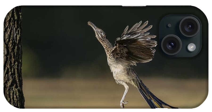 Greater Roadrunner iPhone Case featuring the photograph Leaping to feed by Puttaswamy Ravishankar