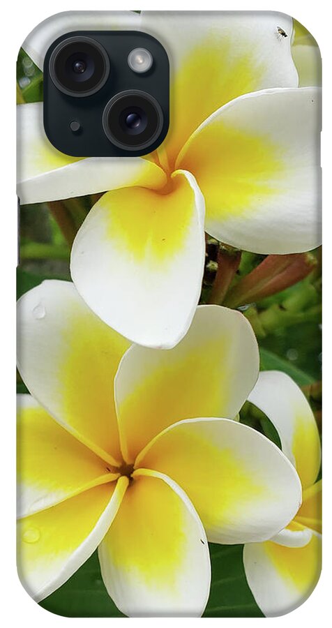 Flowers iPhone Case featuring the photograph Lemon Meringue by Tony Spencer