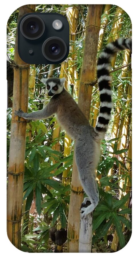 All iPhone Case featuring the digital art Lemur in Madagascar 1 KN33 by Art Inspirity