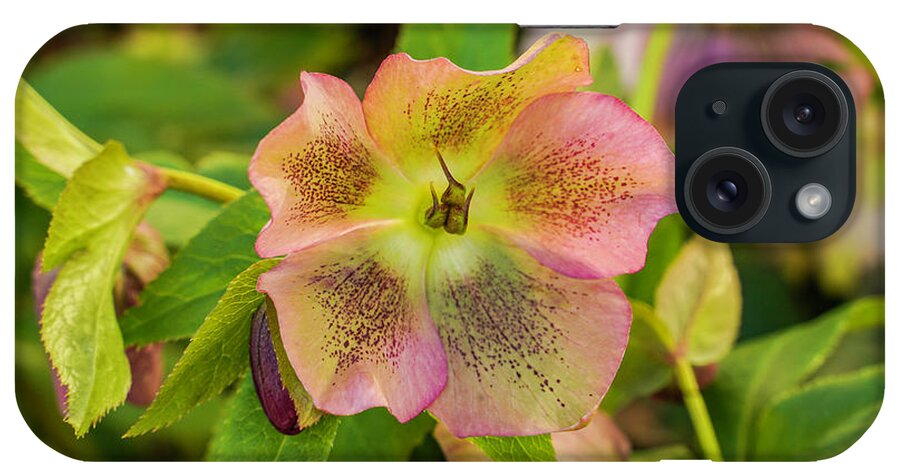 Flower iPhone Case featuring the photograph Lenten Rose Beauty by Dale R Carlson