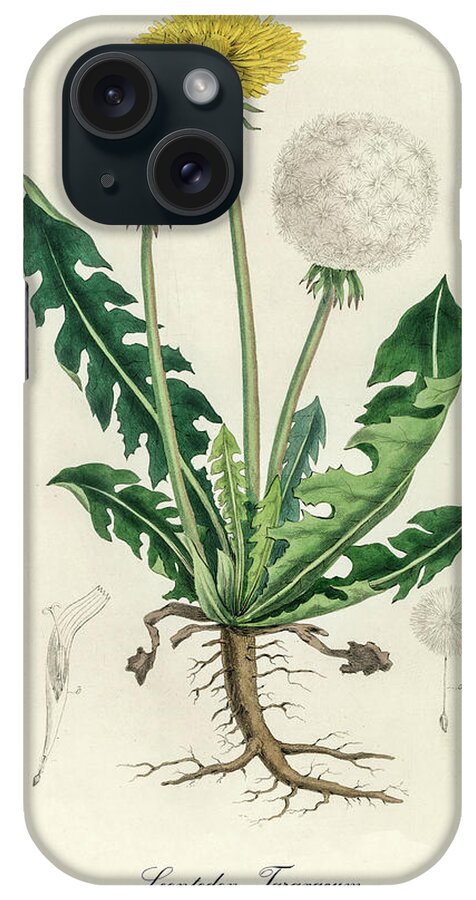 Leontodon Taraxacuma iPhone Case featuring the digital art Leontodon Taraxacuma - Dandelion - Medical Botany - Vintage Botanical Illustration by Studio Grafiikka