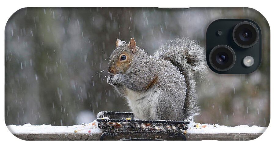 Squirrels iPhone Case featuring the photograph Let It Snow by Geoff Crego