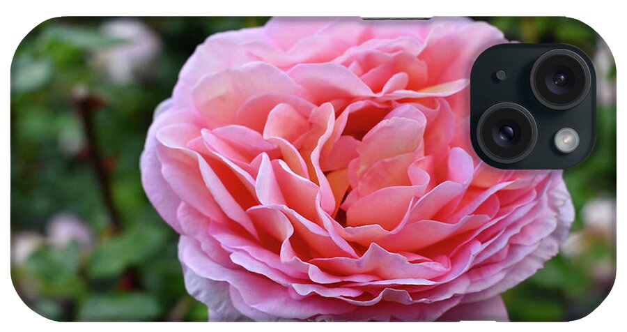 Nature iPhone Case featuring the photograph Let me take you to Fields of Roses 001 by Leonida Arte