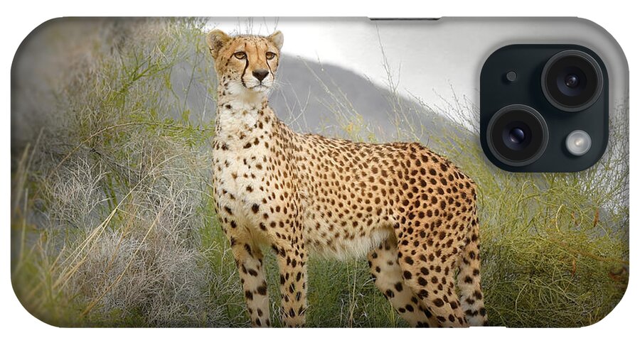 Cheetah iPhone Case featuring the photograph Lethal Beauty 2 by Fraida Gutovich