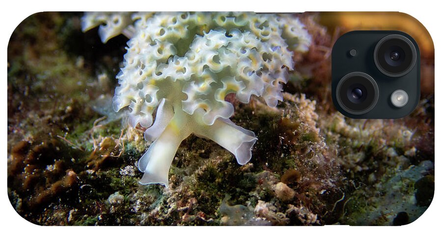 Lettuce iPhone Case featuring the photograph Lettuce leaf sea slug by Brian Weber