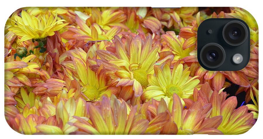 Daisy iPhone Case featuring the photograph Light Pink and Yellow Daisies 2 by Amy Fose