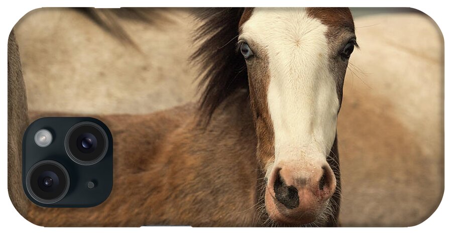 Cute Foal iPhone Case featuring the photograph Lil Blu by Shannon Hastings