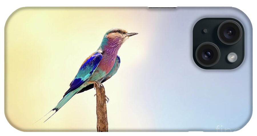 Blue iPhone Case featuring the photograph Lilac-breasted roller perched on a branch at dusk. Kruger National Park, South Africa by Jane Rix