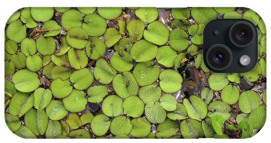 Lily Pads iPhone Case featuring the photograph Lily Pads in Marsh on Lake Catemaco by Lorena Cassady