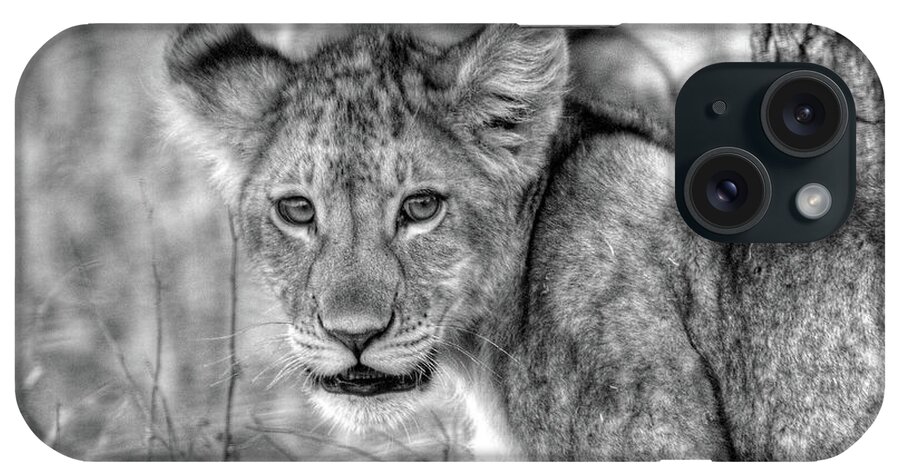 Lion iPhone Case featuring the photograph Lion Cub by Dawn J Benko
