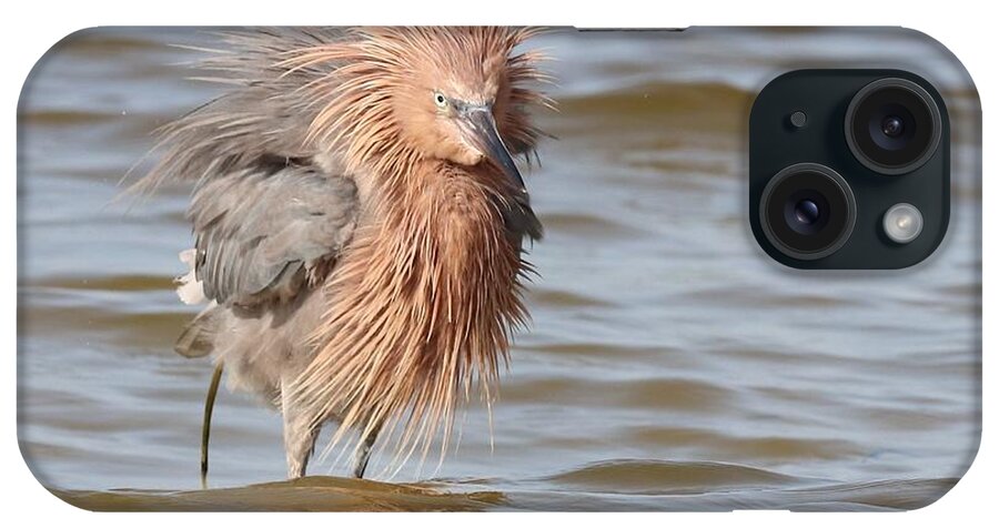 Reddish Egret iPhone Case featuring the photograph Reddish Egret or Lion? by Mingming Jiang