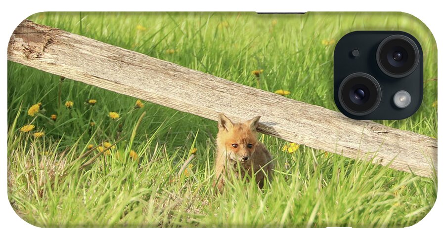 Carrie Ann Grippo-pike iPhone Case featuring the photograph Little Fox in the Grass by Carrie Ann Grippo-Pike