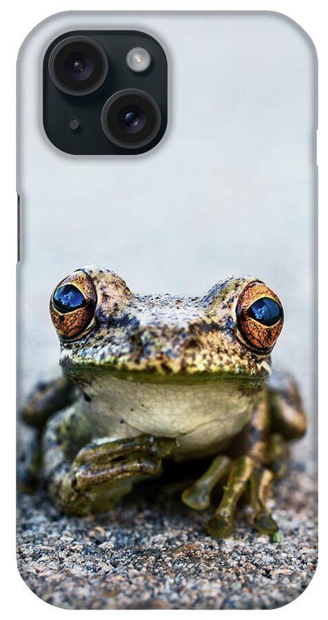 Animal iPhone Case featuring the photograph Pondering Frog Too by Laura Fasulo