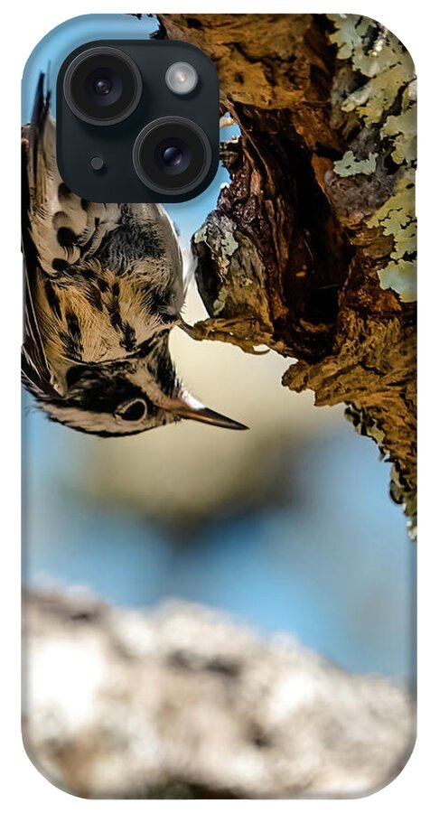 Nuthatch iPhone Case featuring the photograph little Nuthatch bird by Lilia S