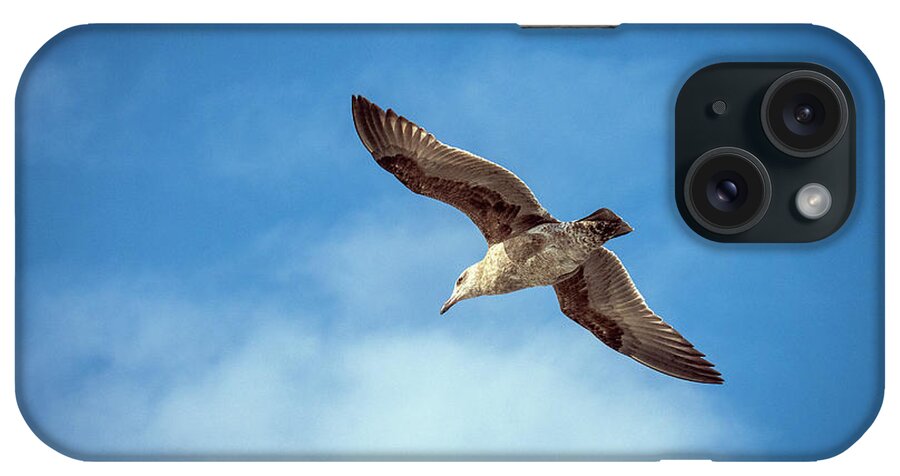 Seagull iPhone Case featuring the photograph Livingstone I Presume by Joe Schofield