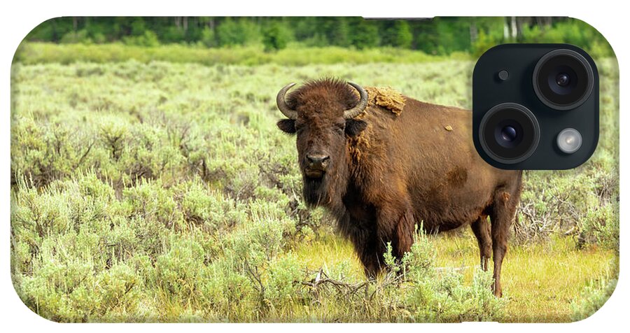 Buffalo iPhone Case featuring the photograph Lone Teton Buffalo by Tara Krauss