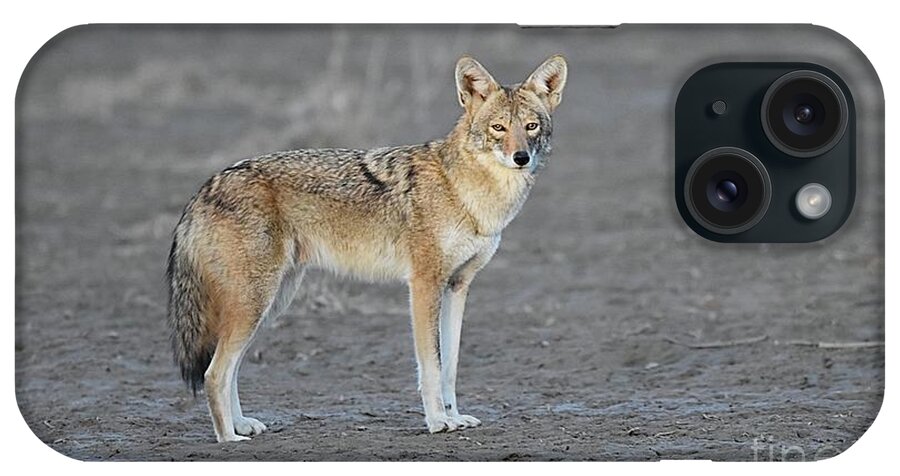 Coyote iPhone Case featuring the digital art Loner by Tammy Keyes
