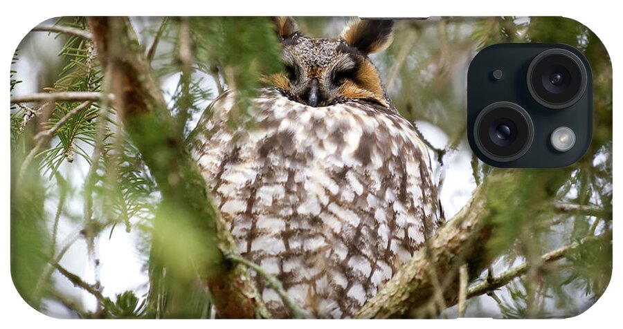 Owl iPhone Case featuring the photograph Long Eared Owl Sleeping by Flinn Hackett