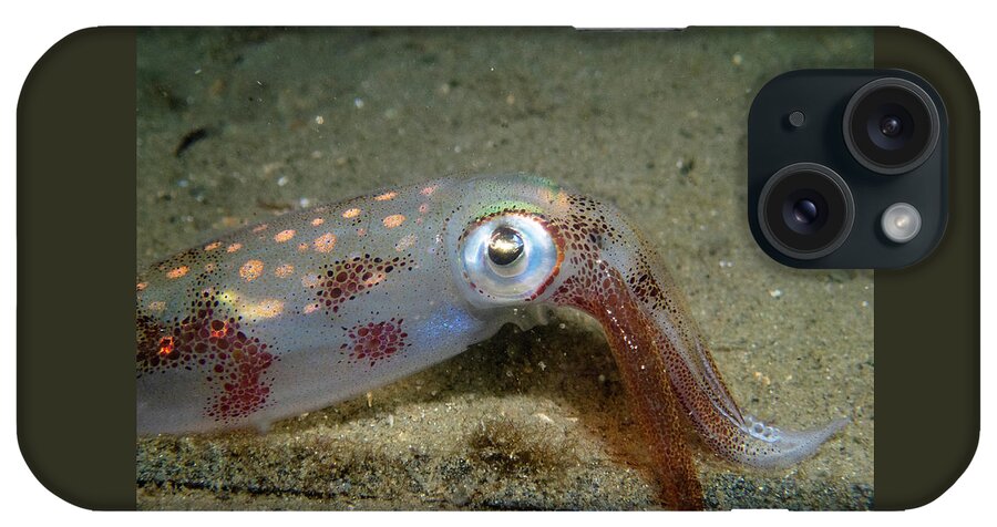 Squid iPhone Case featuring the photograph Longfin Squid by Brian Weber