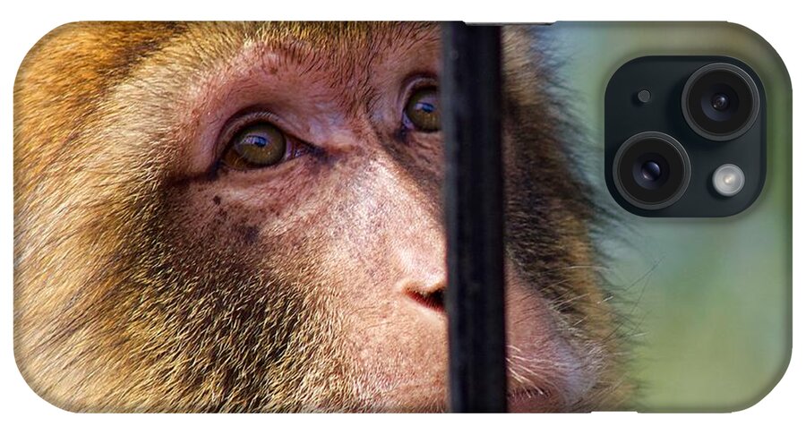 Monkey iPhone Case featuring the photograph Longing by Yvonne M Smith